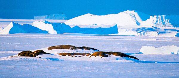Antarctique - Sputnik Afrique