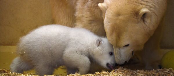 A female polar bear cub plays with its mother Valeska at the zoo in Bremerhaven, northern Germany, Wednesday, March 9, 2016 - Sputnik Afrique