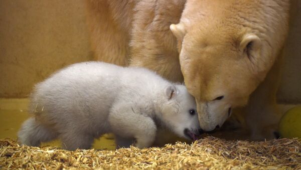 A female polar bear cub plays with its mother Valeska at the zoo in Bremerhaven, northern Germany, Wednesday, March 9, 2016 - Sputnik Afrique