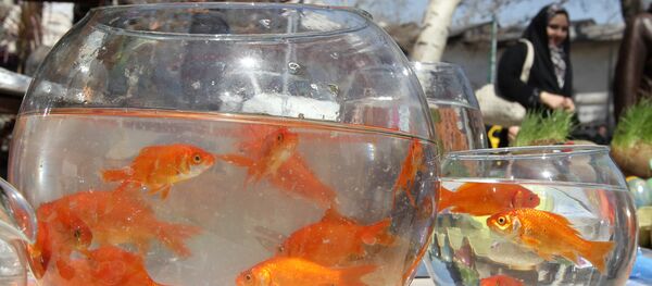 poisson rouge - Sputnik Afrique