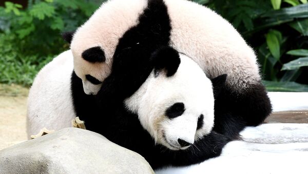 Seven-month old female giant panda cub Nuan Nuan plays with her mother Liang Liang inside the panda enclosure at the National Zoo in Kuala Lumpur on April 7, 2016. - Sputnik Afrique