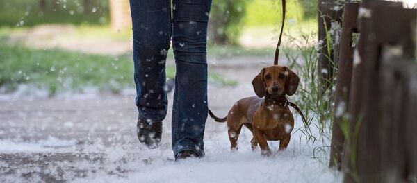 Un teckel - Sputnik Afrique