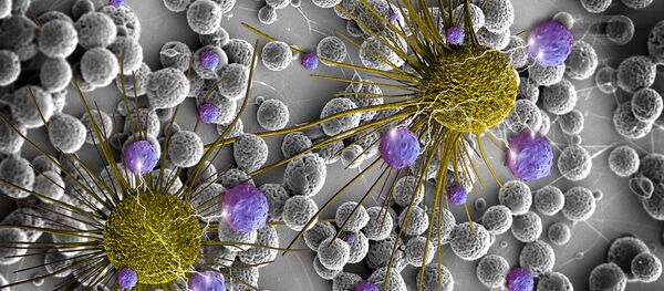 Des cellules cancéreuses - Sputnik Afrique