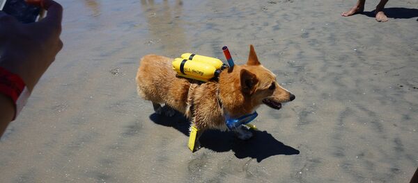 Aux Etats-Unis, une fête sur la plage réservée aux chiens - Sputnik Afrique