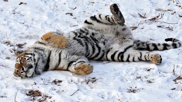 Une tigresse de Sibérie, nommé Taiga - Sputnik Afrique