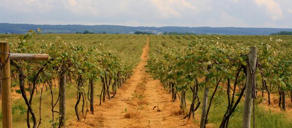 vignoble - Sputnik Afrique