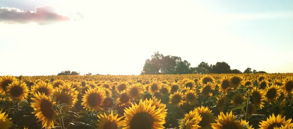 les tournesols - Sputnik Afrique