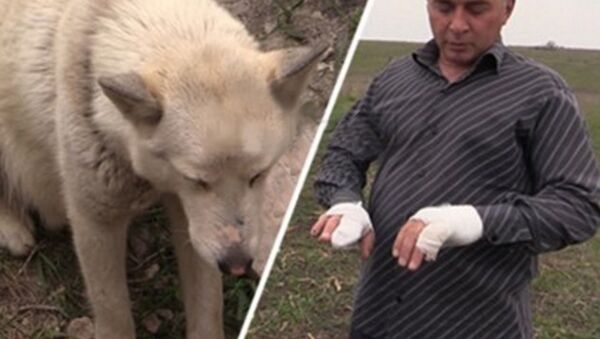 Un Russe capture un loup à mains nues pour sauver ses enfants - Sputnik Afrique