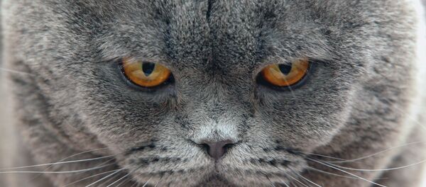 Les chats bien plus intelligents qu’on ne le pensait - Sputnik Afrique