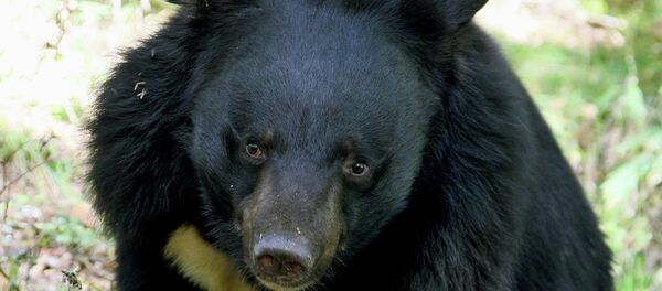Un ours de l'Himalaya  - Sputnik Afrique