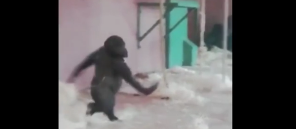 Un gorille futur danseur étoile de ballet Un gorille futur danseur étoile de ballet - Sputnik Afrique