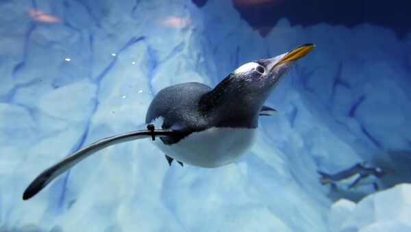 A penguin swims in the Detroit Zoo's new Polk Penguin Conservation Center, Wednesday, April 13, 2016, in Royal Oak, Mich - Sputnik Afrique