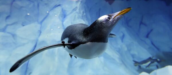 A penguin swims in the Detroit Zoo's new Polk Penguin Conservation Center, Wednesday, April 13, 2016, in Royal Oak, Mich - Sputnik Afrique