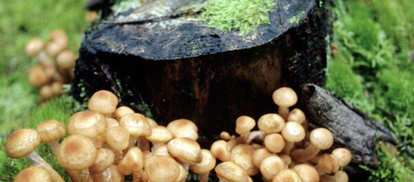 Des champignons - Sputnik Afrique