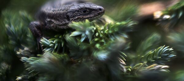 un lézard - Sputnik Afrique