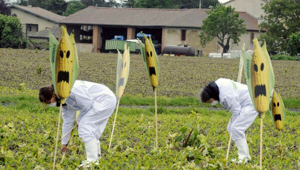 Hundreds of anti-GMO (Genetically Modified Organisms) activists and Greenpeace activists uproot genetically modified mais plants, on May 2, 2014 in a field near Roquettes. - Sputnik Afrique