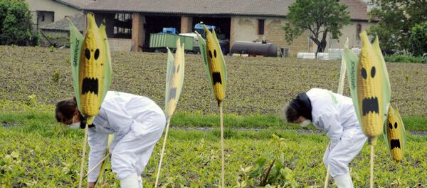 Hundreds of anti-GMO (Genetically Modified Organisms) activists and Greenpeace activists uproot genetically modified mais plants, on May 2, 2014 in a field near Roquettes. - Sputnik Afrique