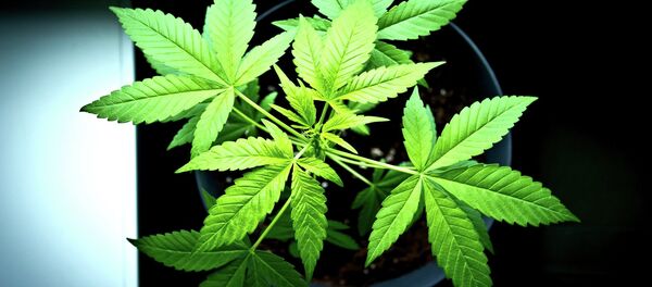 Le 8 novembre, les Américains ont aussi voté pour… la légalisation du cannabis - Sputnik Afrique