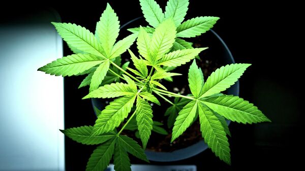 Cannabis plant - Sputnik Afrique
