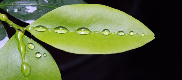 Coca (Erythroxylum coca) - Sputnik Afrique
