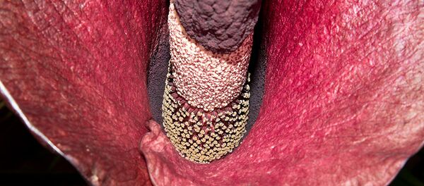 Amorphophallus konjac - Sputnik Afrique