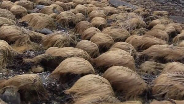 Donald Trump's hair - Secret Finally EXPOSED! - Sputnik Afrique