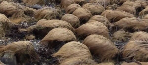 Donald Trump's hair - Secret Finally EXPOSED! - Sputnik Afrique