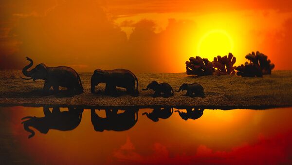 Un troupeau d’éléphants et des arbres faits en gingembre. - Sputnik Afrique