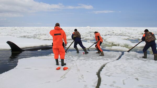 Операция по спасению косаток, зажатых во льдах в Охотском море - Sputnik Afrique