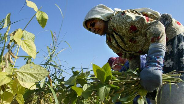 Une femme iranienne récolte des cultures de haricots dans une ferme près de la ville de Gorgan dans le sud-ouest de la province de Golestan, 397 km de Téhéran, le 30 Octobre 2004 - Sputnik Afrique