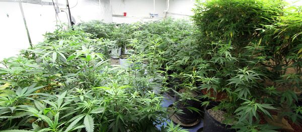 Une ferme de cannabis - Sputnik Afrique