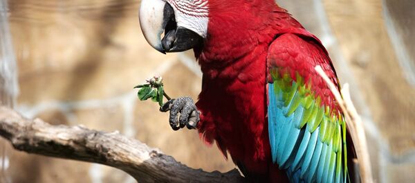 Perroquet - Sputnik Afrique