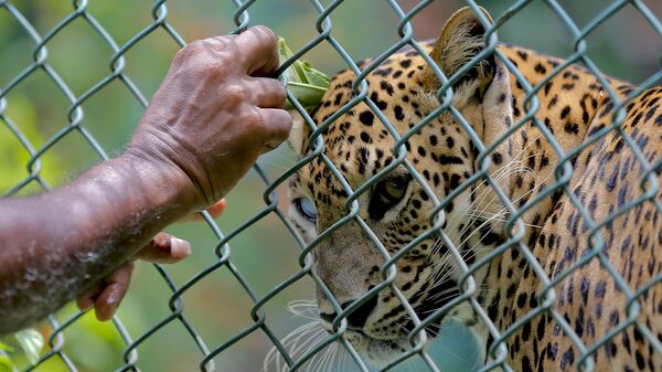 Une leopard - Sputnik Afrique