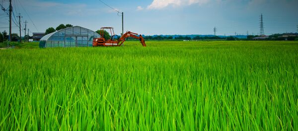 Sakura Rice Fields - Sputnik Afrique