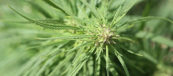 Cannabis - Sputnik Afrique