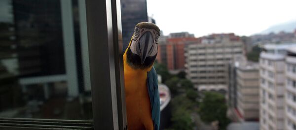 Un perroquet Un perroquet - Sputnik Afrique