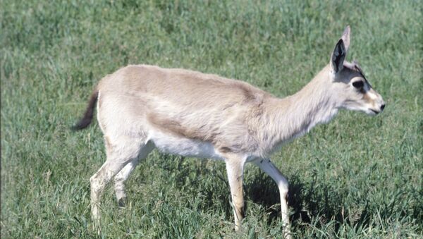 Gazelle à goitre - Sputnik Afrique