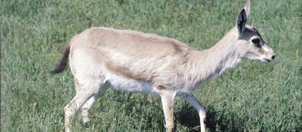 Gazelle à goitre - Sputnik Afrique