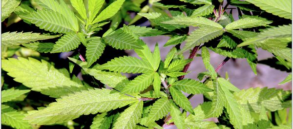 Cannabis - Sputnik Afrique