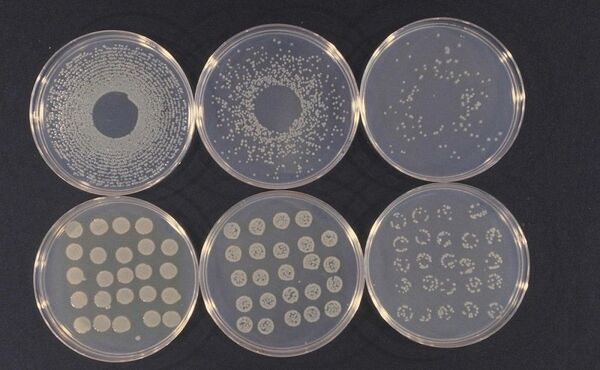 Pseudomonas syringae Pseudomonas syringae - Sputnik Afrique