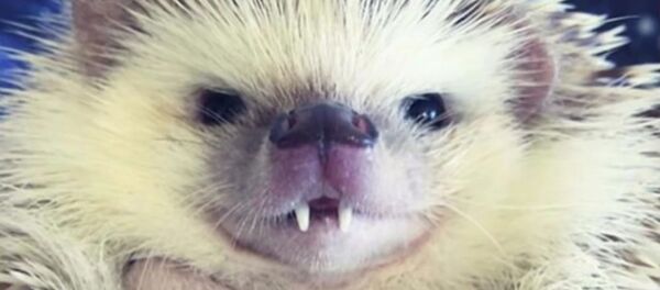 Huff, un hérisson aux dents de vampire, devient une star du Web - Sputnik Afrique