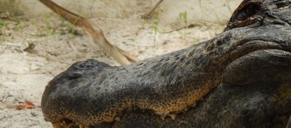 Alligator - Sputnik Afrique