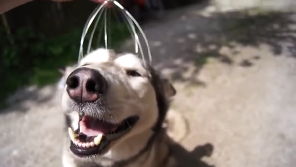 Un chien qui se relaxe - Sputnik Afrique