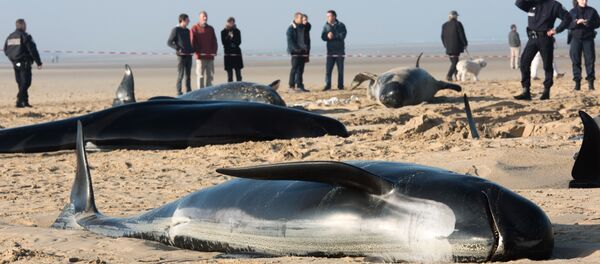 Baleines morts - Sputnik Afrique