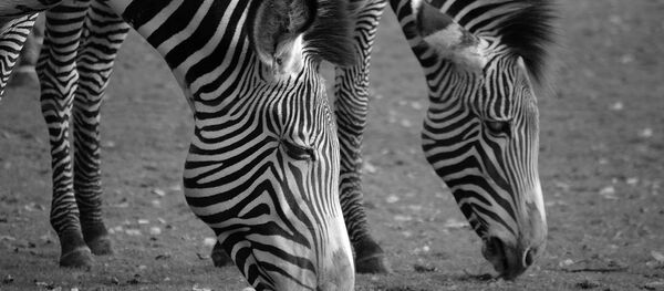 Un zoo norvégien décapite un zèbre et le donne aux tigres devant des enfants Un zoo norvégien décapite un zèbre et le donne aux tigres devant des enfants - Sputnik Afrique