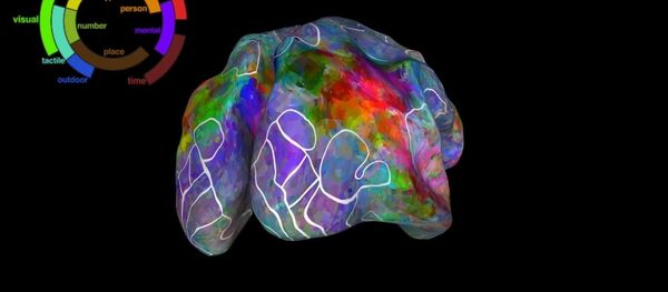 L’atlas du cerveau - Sputnik Afrique