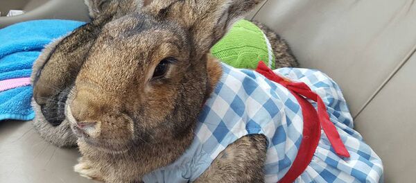 Thérapie animalière - Sputnik Afrique