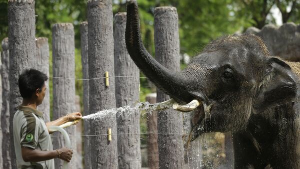 Panique au zoo: des éléphants lancent une opération de sauvetage (vidéo) - Sputnik Afrique
