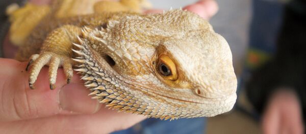 Iguane - Sputnik Afrique