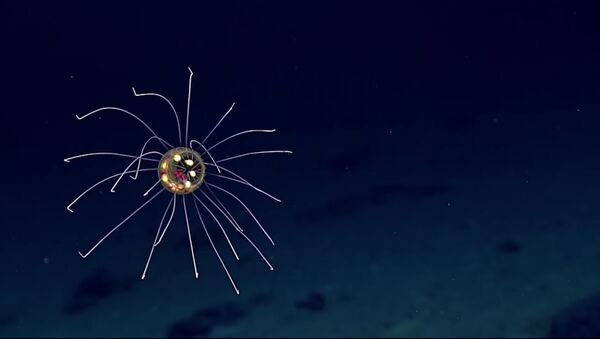 Une fabuleuse espèce de méduse découverte dans le Pacifique (vidéo) - Sputnik Afrique